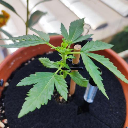 Big Devil XL Auto. Week 2