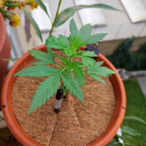 Big Devil XL Auto. Week 3