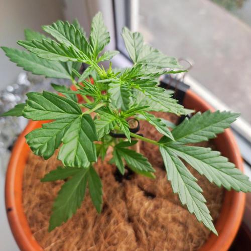 Big Devil XL Auto. Week 3