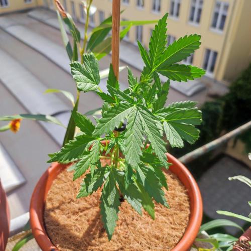 Big Devil XL Auto - Balcony '26. Week 3