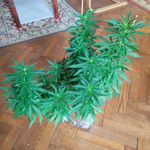 Cookies Haze - Balcony '26. Week 18