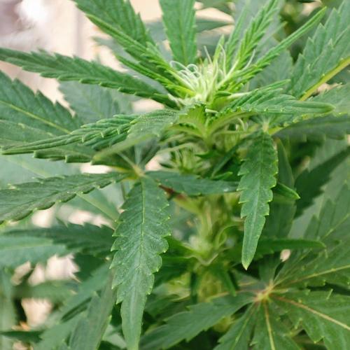 Cookies Haze - Balcony '26. Week 18