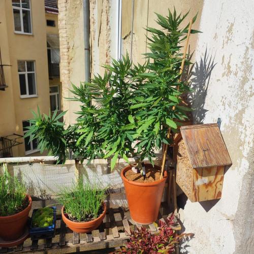 Cookies Haze - Balcony '26. Week 18