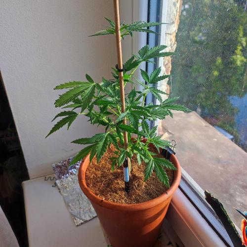 Big Devil XL Auto - Balcony '26. Week 4