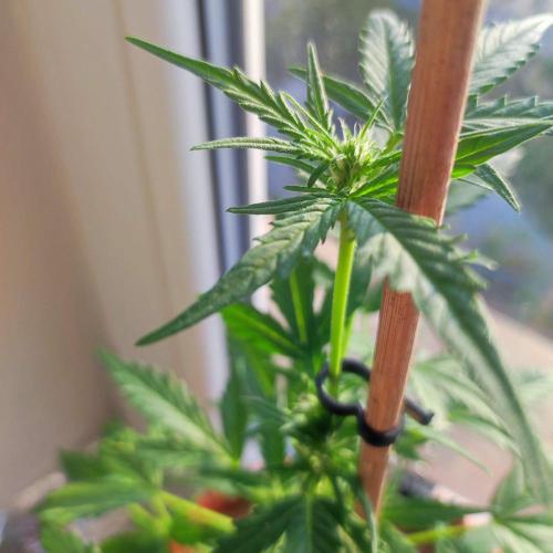 Big Devil XL Auto - Balcony '26. Week 4