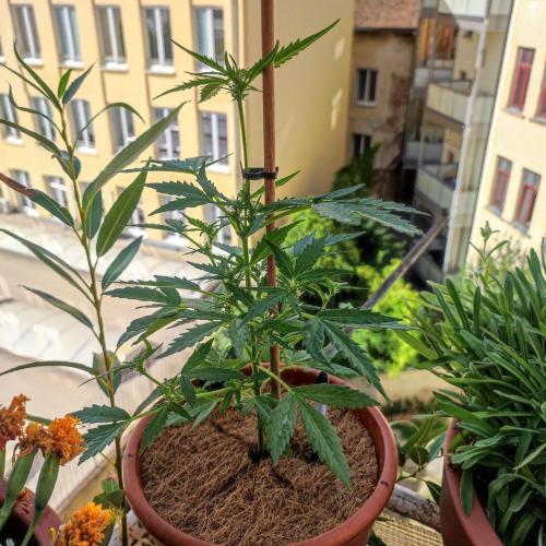 Big Devil XL Auto - Balcony '26. Week 4