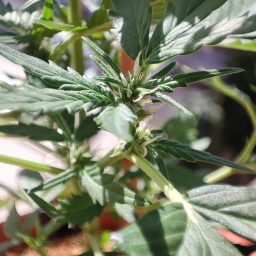 Big Devil XL Auto - Balcony '26. Week 4