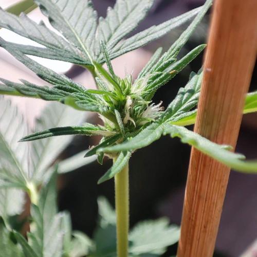 Big Devil XL Auto - Balcony '26. Week 4