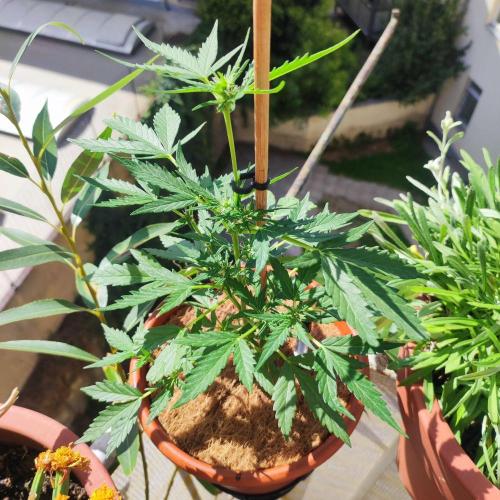 Big Devil XL Auto - Balcony '26. Week 4