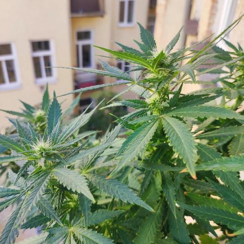 Cookies Haze - Balcony '26. Week 19