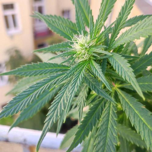 Cookies Haze - Balcony '26. Week 19
