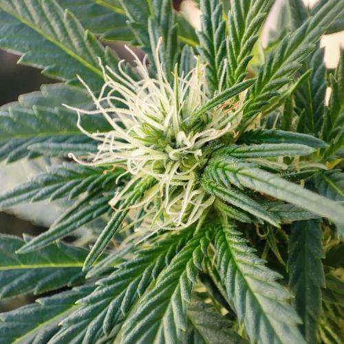 Cookies Haze - Balcony '26. Week 19