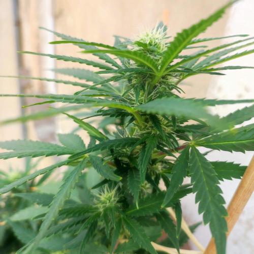 Cookies Haze - Balcony '26. Week 19