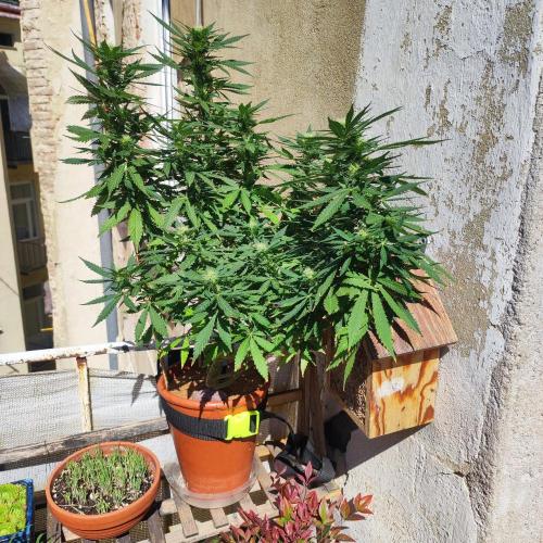 Cookies Haze - Balcony '26. Week 19