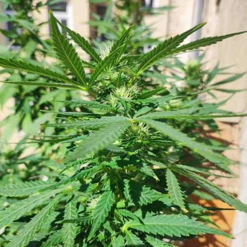 Cookies Haze - Balcony '26. Week 19