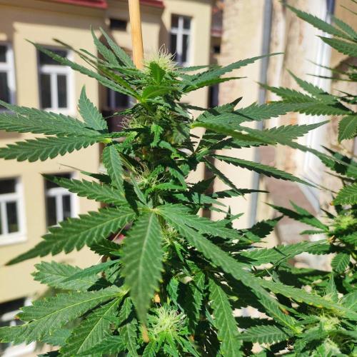 Cookies Haze - Balcony '26. Week 19