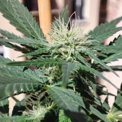Cookies Haze - Balcony '26. Week 19