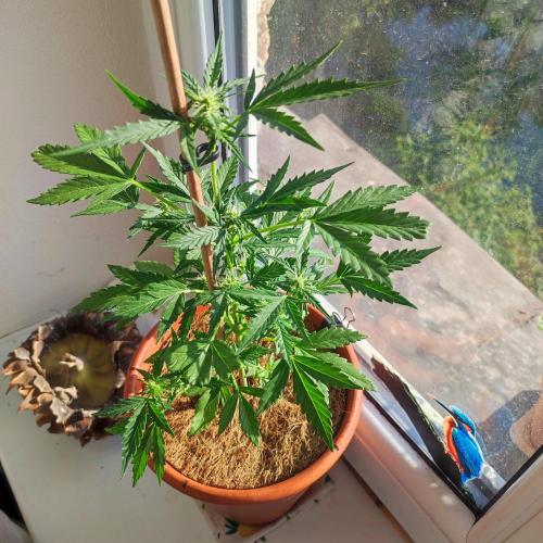 Big Devil XL Auto - Balcony '26. Week 5