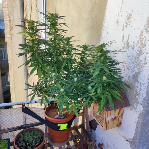Cookies Haze - Balcony '26. Week 20