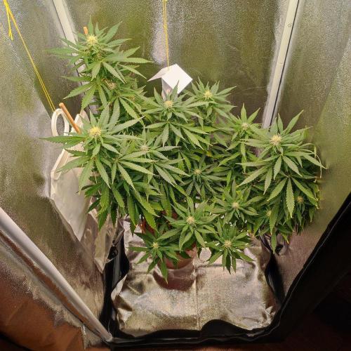 Cookies Haze - Balcony '26. Week 20