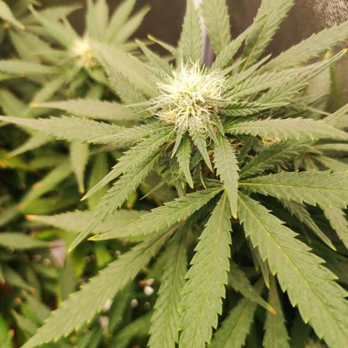 Cookies Haze - Balcony '26. Week 20