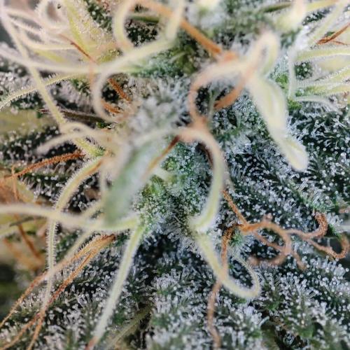 Cookies Haze - Balcony '26. Week 20