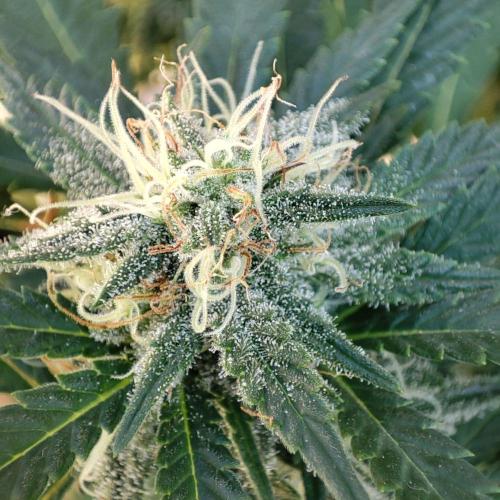 Cookies Haze - Balcony '26. Week 20