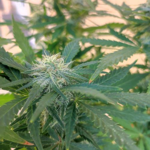 Cookies Haze - Balcony '26. Week 20