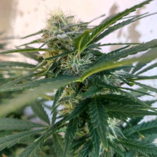 Cookies Haze - Balcony '26. Week 20