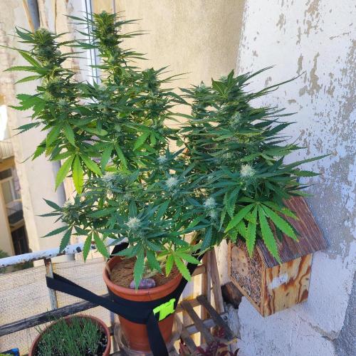 Cookies Haze - Balcony '26. Week 20