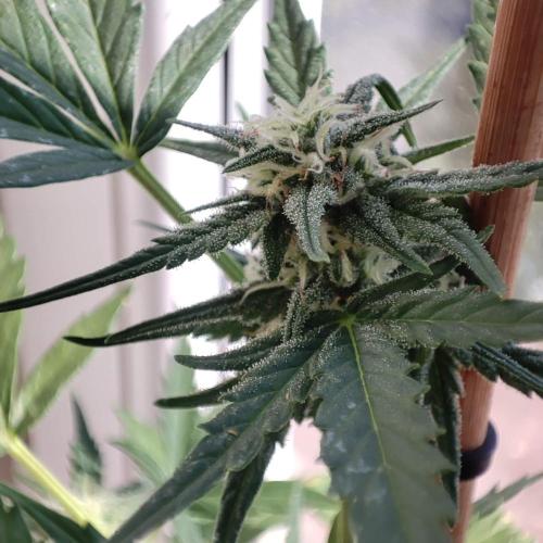 Big Devil XL Auto - Balcony '26. Week 6