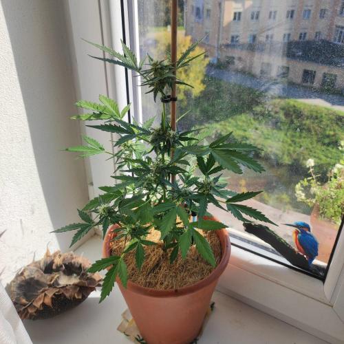 Big Devil XL Auto - Balcony '26. Week 6