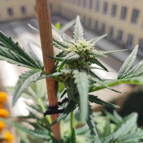 Big Devil XL Auto. Week 6