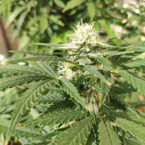 Cookies Haze - Balcony '26. Week 21