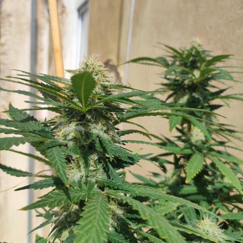 Cookies Haze - Balcony '26. Week 21