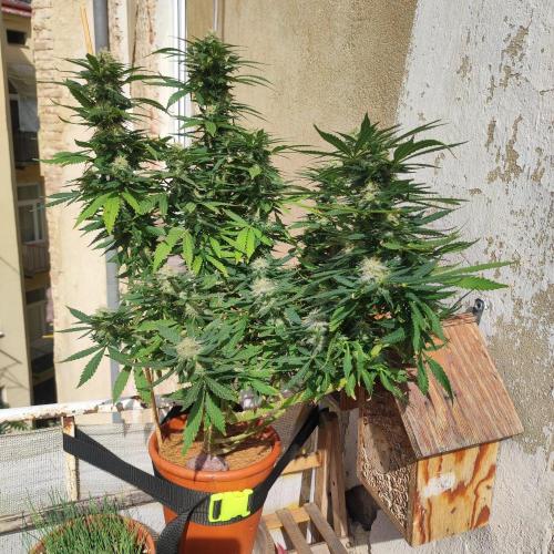 Cookies Haze - Balcony '26. Week 21