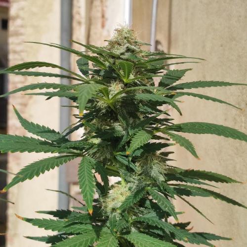 Cookies Haze - Balcony '26. Week 21