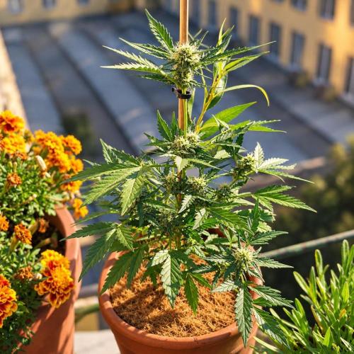 Big Devil XL Auto. Week 6