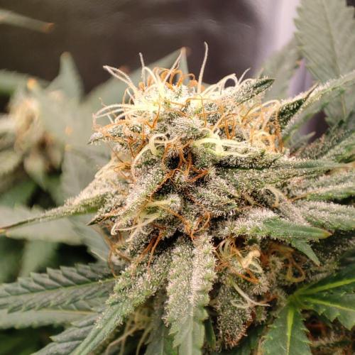Cookies Haze - Balcony '26. Week 21