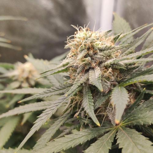 Cookies Haze - Balcony '26. Week 21