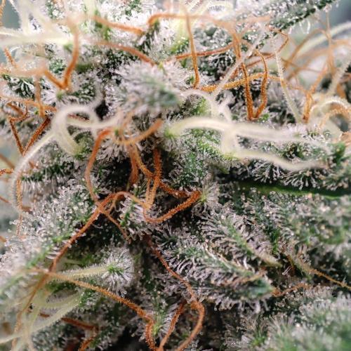 Cookies Haze - Balcony '26. Week 21