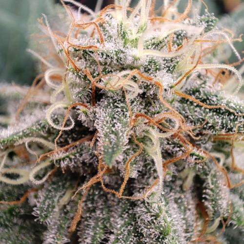 Cookies Haze - Balcony '26. Week 21