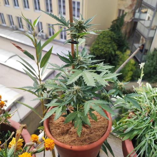 Big Devil XL Auto. Week 7