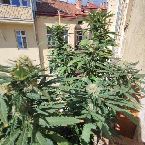 Cookies Haze - Balcony '26. Week 22