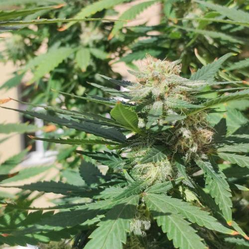 Cookies Haze - Balcony '26. Week 22