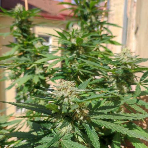 Cookies Haze - Balcony '26. Week 22