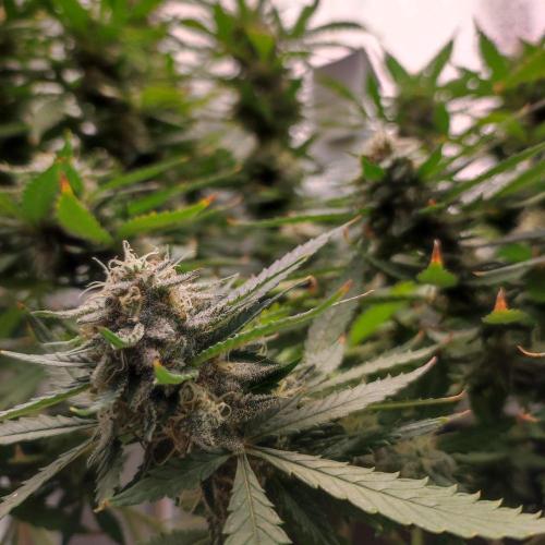 Cookies Haze - Balcony '26. Week 22