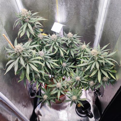 Cookies Haze - Balcony '26. Week 22