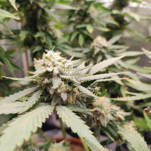 Cookies Haze - Balcony '26. Week 22