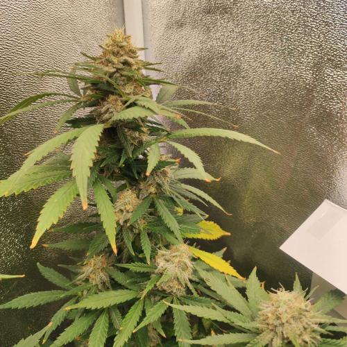 Cookies Haze - Balcony '26. Week 22
